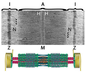 Sarcomere Model